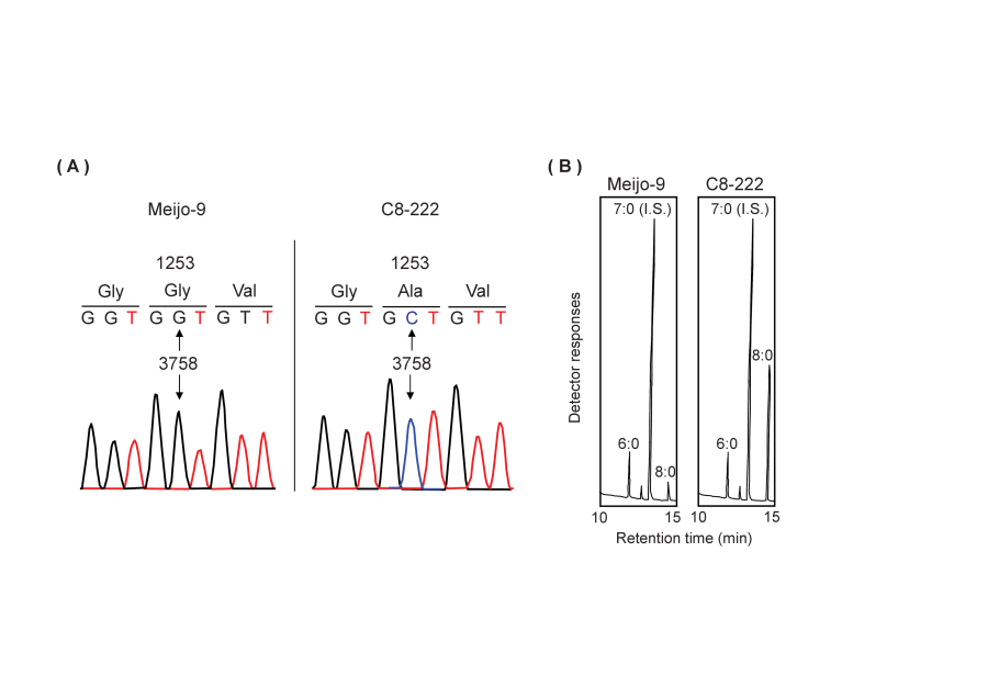 A Saccharomyces cerevisiae strain encoding a novel FAS2 mutation produces high levels of caprylic acid